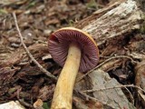 Cortinarius corrugatus image