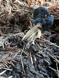 Helvella lacunosa image