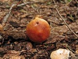 Cortinarius corrugatus image