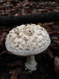 Amanita magniverrucata image