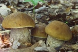 Leccinum pseudoscabrum image