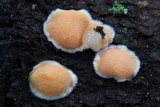 Aleurodiscus amorphus image