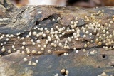 Helicogloea compressa image