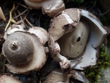 Geastrum triplex image