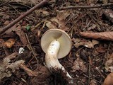 Boletus pallidus image