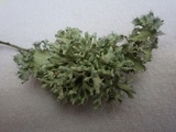 Parmotrema hypoleucinum image