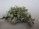 Parmotrema hypoleucinum image