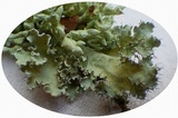 Parmotrema hypoleucinum image