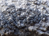 Lecanographa grumulosa image