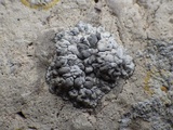 Lecanographa grumulosa image