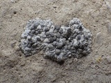 Lecanographa grumulosa image