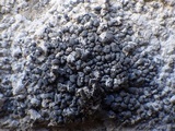 Lecanographa grumulosa image