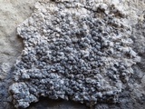 Lecanographa grumulosa image
