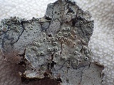 Pertusaria pustulata image