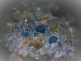 Mniaecia jungermanniae image