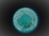 Mniaecia jungermanniae image