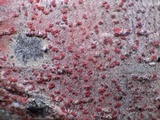 Arthonia cinnabarina image