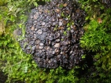 Collema tenax var. tenax image