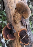 Gloeophyllum sepiarium image