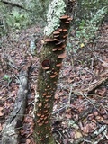 Anthracophyllum lateritium image
