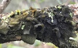 Leptogium isidiosellum image