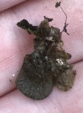 Leptogium isidiosellum image