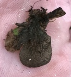 Leptogium isidiosellum image
