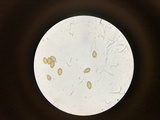 Bolbitius expansus image