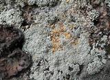 Rhizoplaca subdiscrepans image