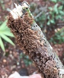 Hydnoporia olivacea image