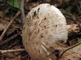 Amanita pseudovolvata image