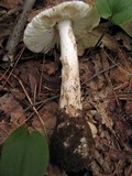 Amanita pseudovolvata image