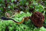 Tolypocladium ophioglossoides image