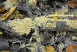 Scorias spongiosa image