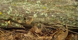 Hohenbuehelia grisea image