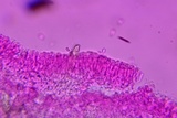Hohenbuehelia grisea image