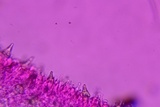 Hohenbuehelia grisea image