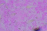 Hohenbuehelia grisea image