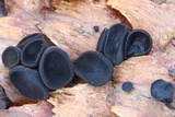 Rutstroemia bulgarioides image