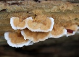Trametopsis cervina image