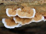 Trametopsis cervina image