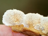 Trametopsis cervina image