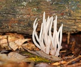 Clavaria fumosa image