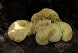 Entonaema liquescens image