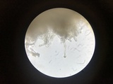 Helvella macropus image