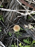 Leucoinocybe lenta image