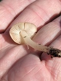 Leucoinocybe lenta image