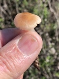 Leucoinocybe lenta image