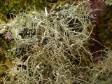 Biatoropsis usnearum image