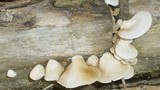Crepidotus applanatus image